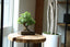 Can Bonsai Trees Live Indoors? The Truth About Indoor Bonsai - Bonsaify