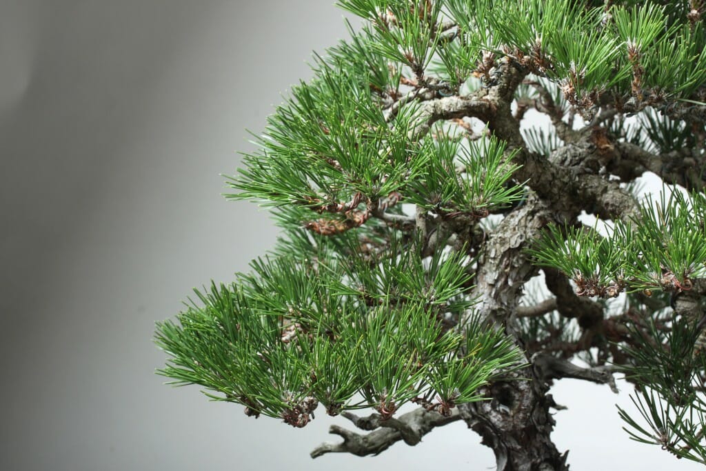 Care of Japanese Black Pine Bonsai Across Their Lifecycle