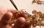 Caring for Maple Bonsai: Fine Ramification, Pinching, and Bud Selection - Bonsaify
