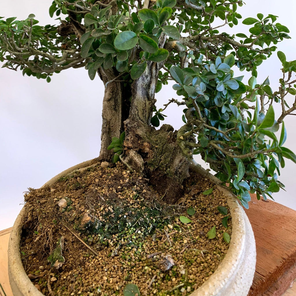 Crazy Emergency Bonsai Repotting!