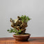 Creating Small Juniper Bonsai Rock Plantings - Bonsaify