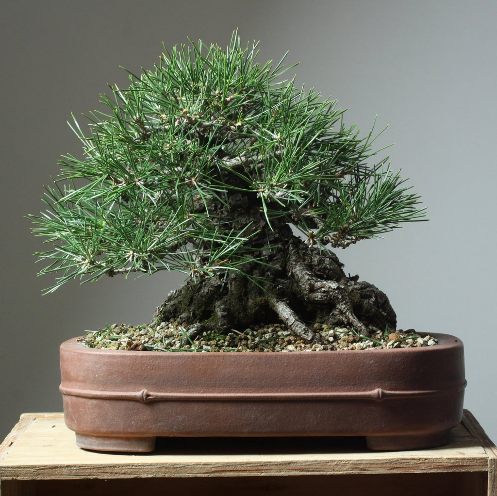Decandling Decisions for Japanese Black Pine Bonsai