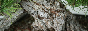 Exposed Root Pine Bonsai #1