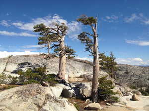 Finding Bonsai Inspiration in the Central Sierra Nevada Mountains of California