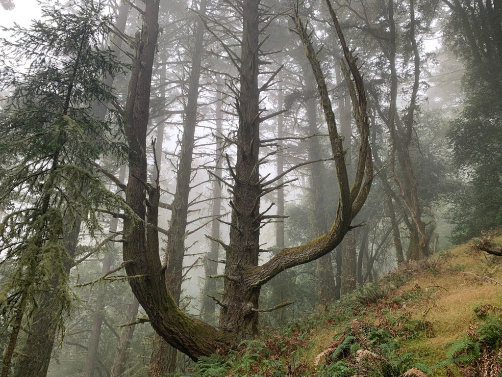 Finding Inspiration for Bonsai from the California Coast