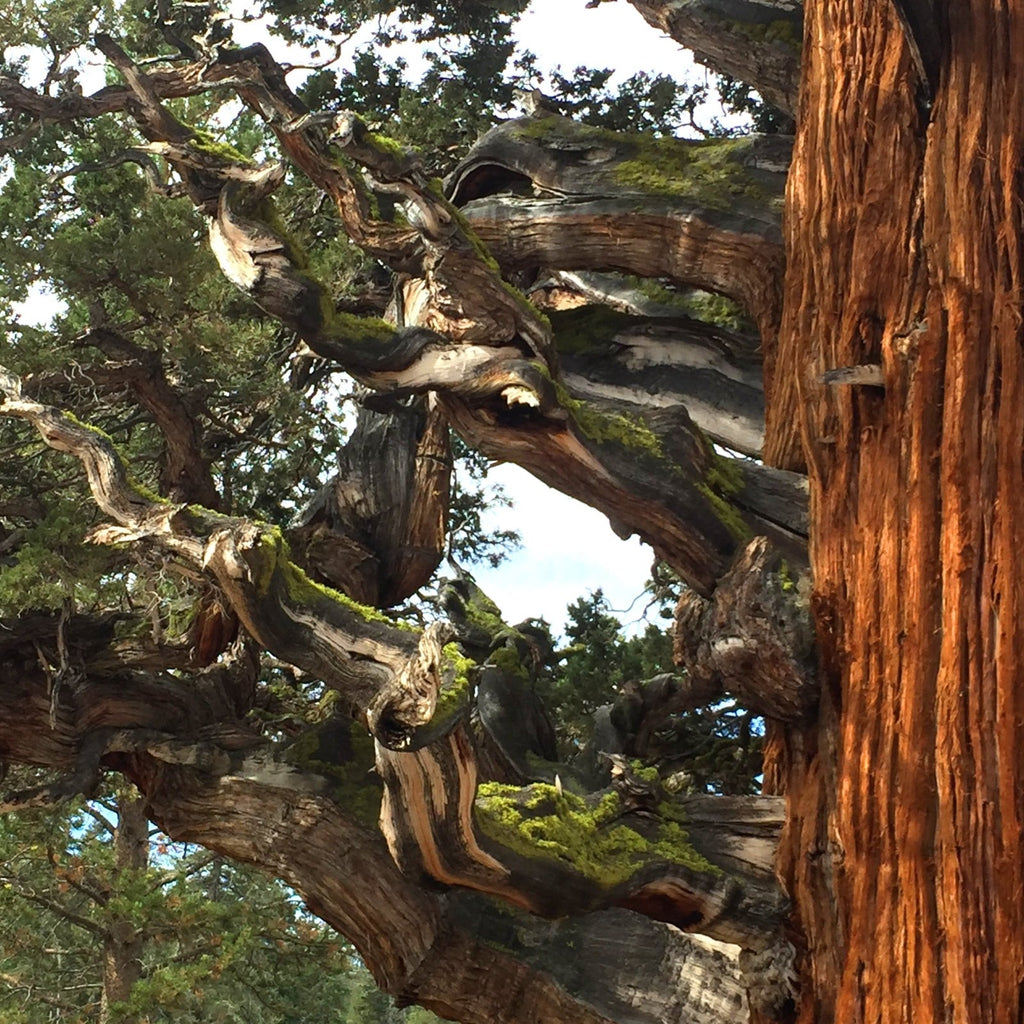 Finding Inspiration for Bonsai from the World's Largest Juniper