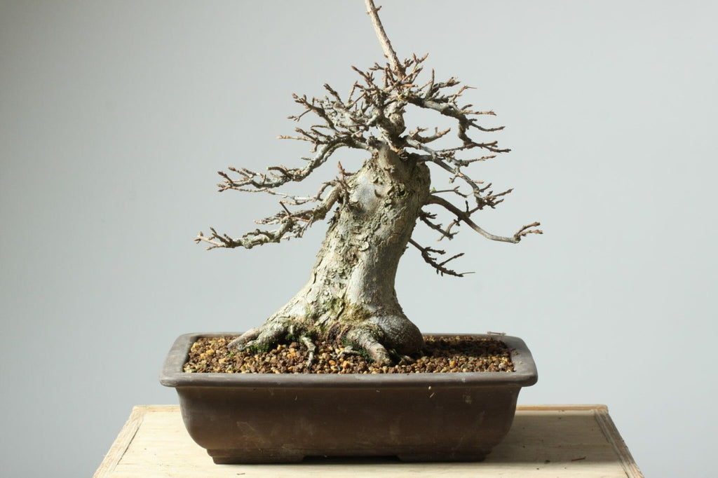 Follow this Advice to Improve your Deciduous Bonsai Trees