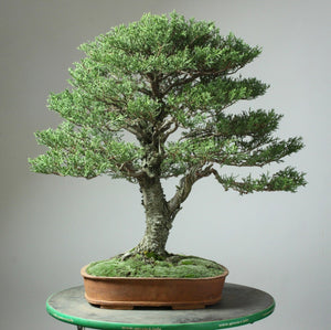 Four Key Elements of Prepping Bonsai Trees for Display