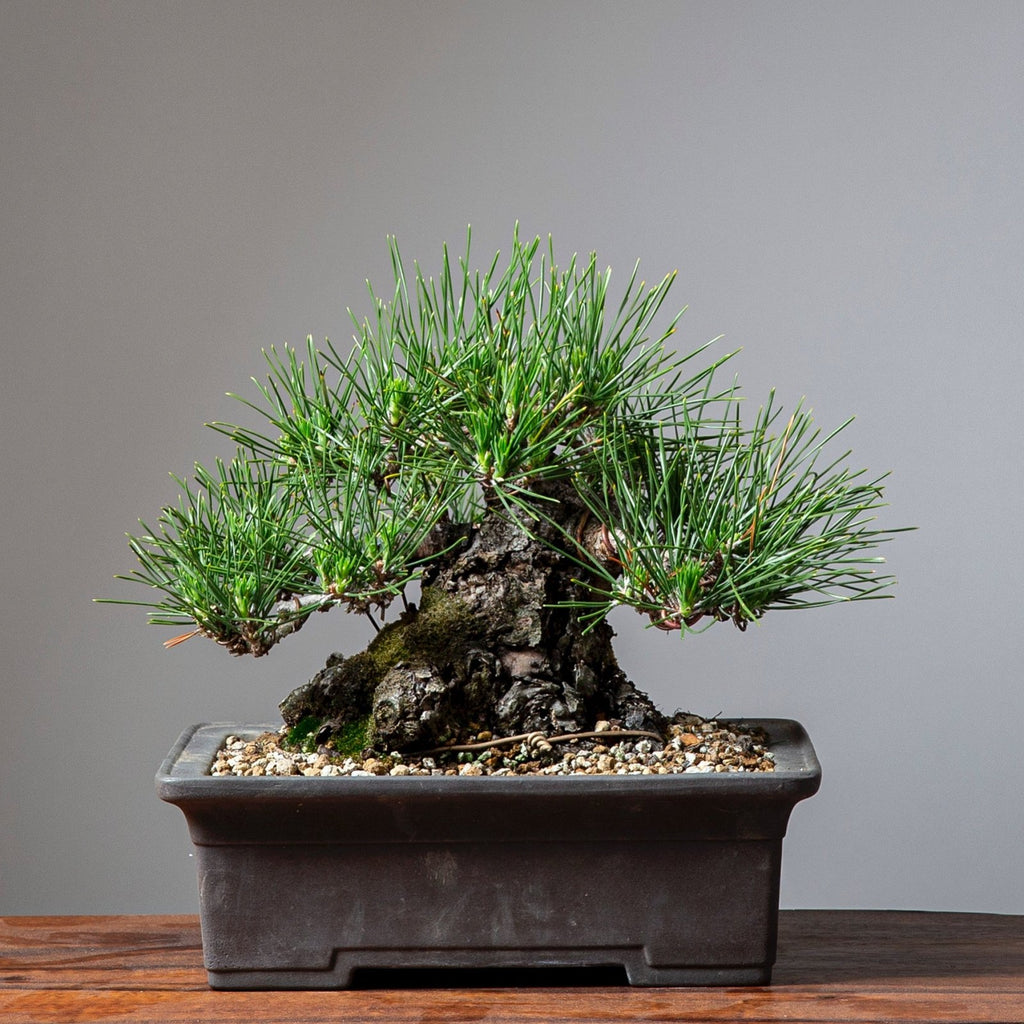 Guide to Decandling Japanese Black Pine Bonsai