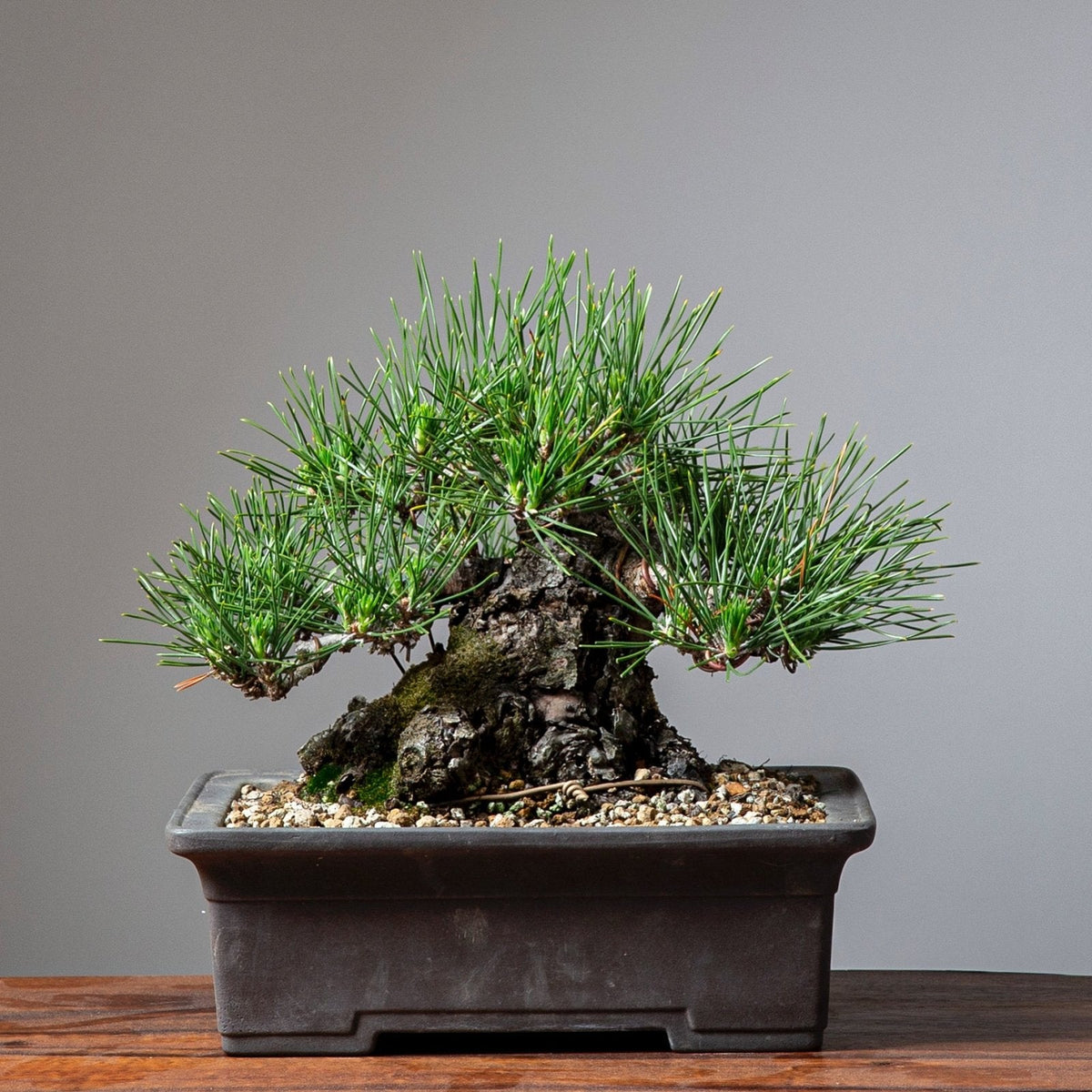 Bonsaify Guide to Decandling Japanese Black Pine Bonsai