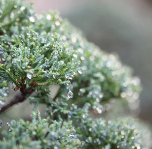 How are Bonsai trees and Pets alike?