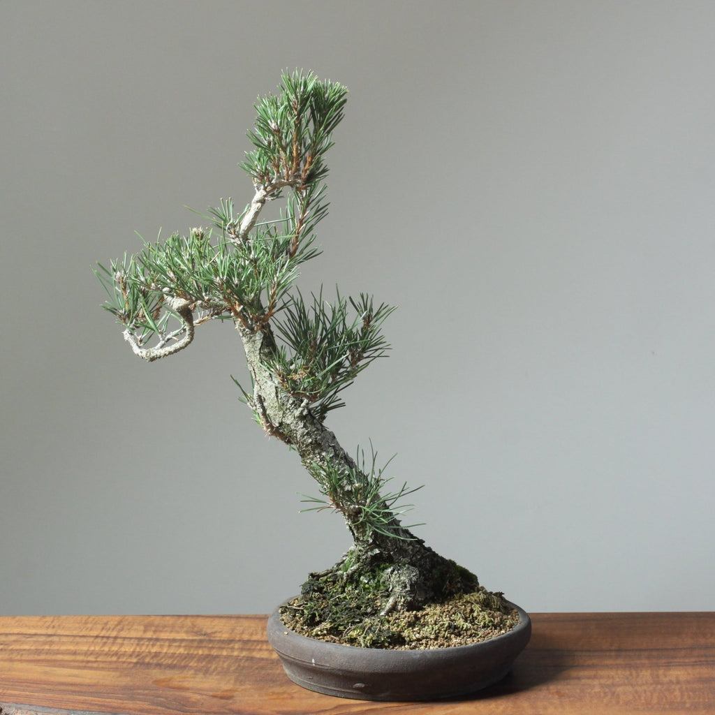 How to Care for Semi-Mature Japanese Black Pine Bonsai