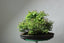 How to Create a Zelkova (Japanese Elm) Bonsai Forest Composition - Bonsaify