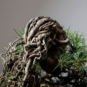 How to Create and Improve Exposed Root Bonsai