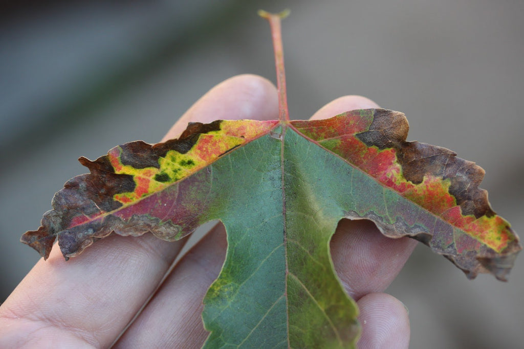 How to Mindfully Inspect Bonsai for Insects and Disease