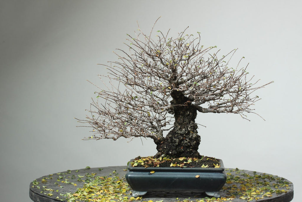 How to Mindfully Weed Bonsai and Remove Debris