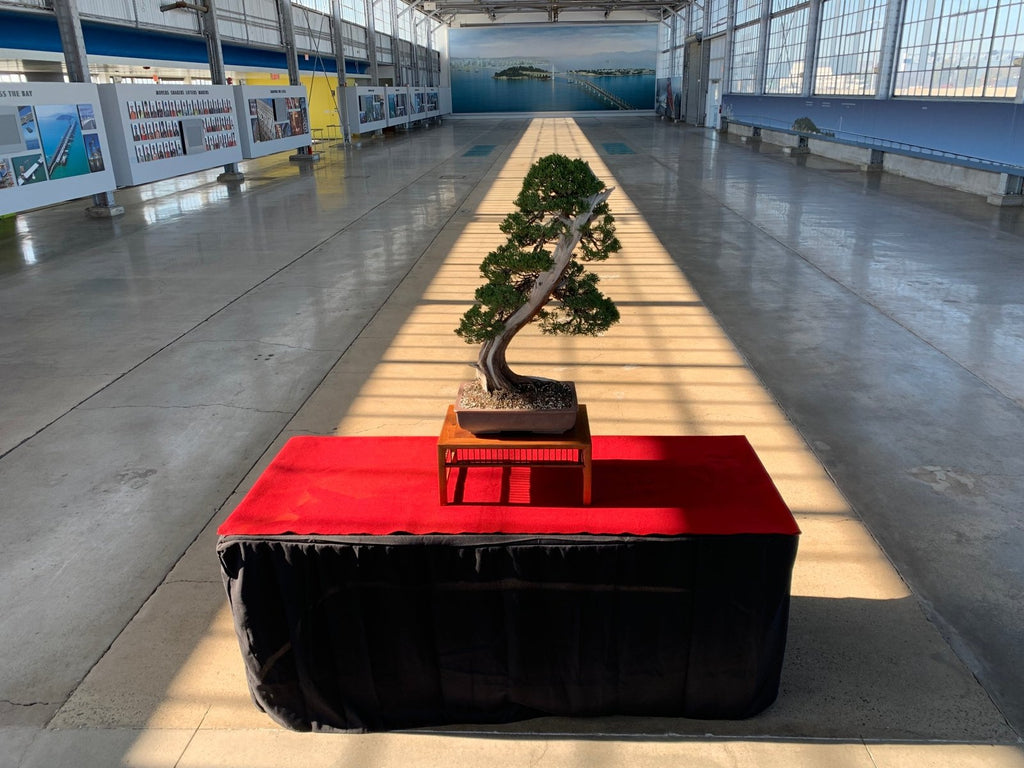 Introducing the Pacific Bonsai Expo