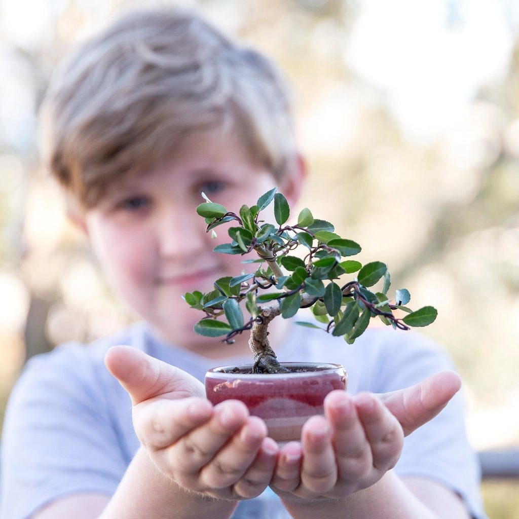 Is Bonsai a Good Hobby for Children?