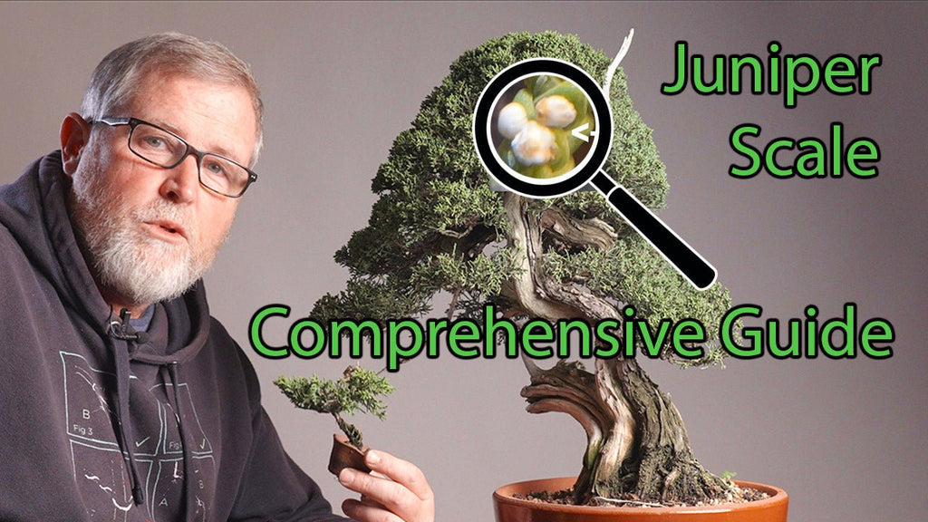 Juniper Bonsai Scale Insect Problems: How To Identify & Treat