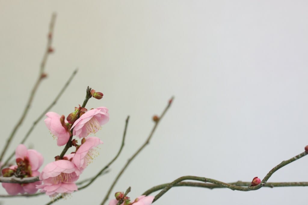 Lasting Impressions from a Bay Island Bonsai Show