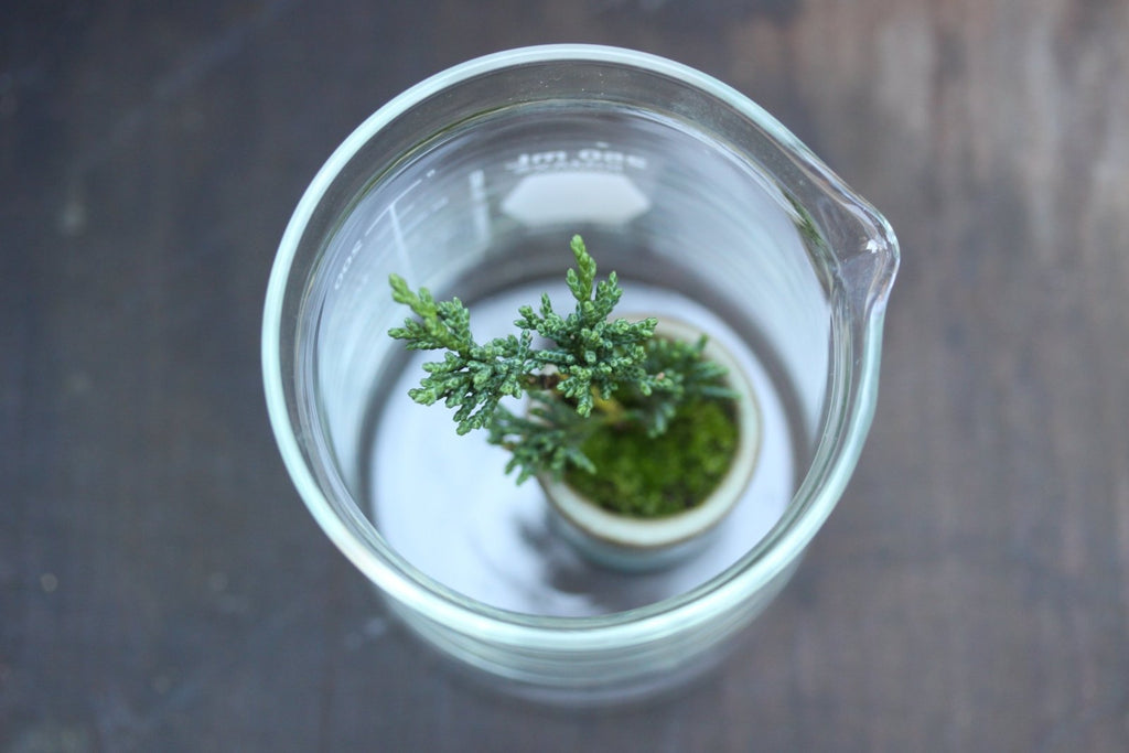 Make Your Bonsai Healthier with a Quick Chemistry 101 Refresher
