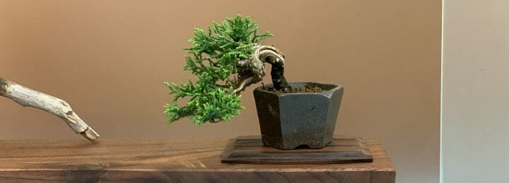 Mame Kishu Juniper Bonsai