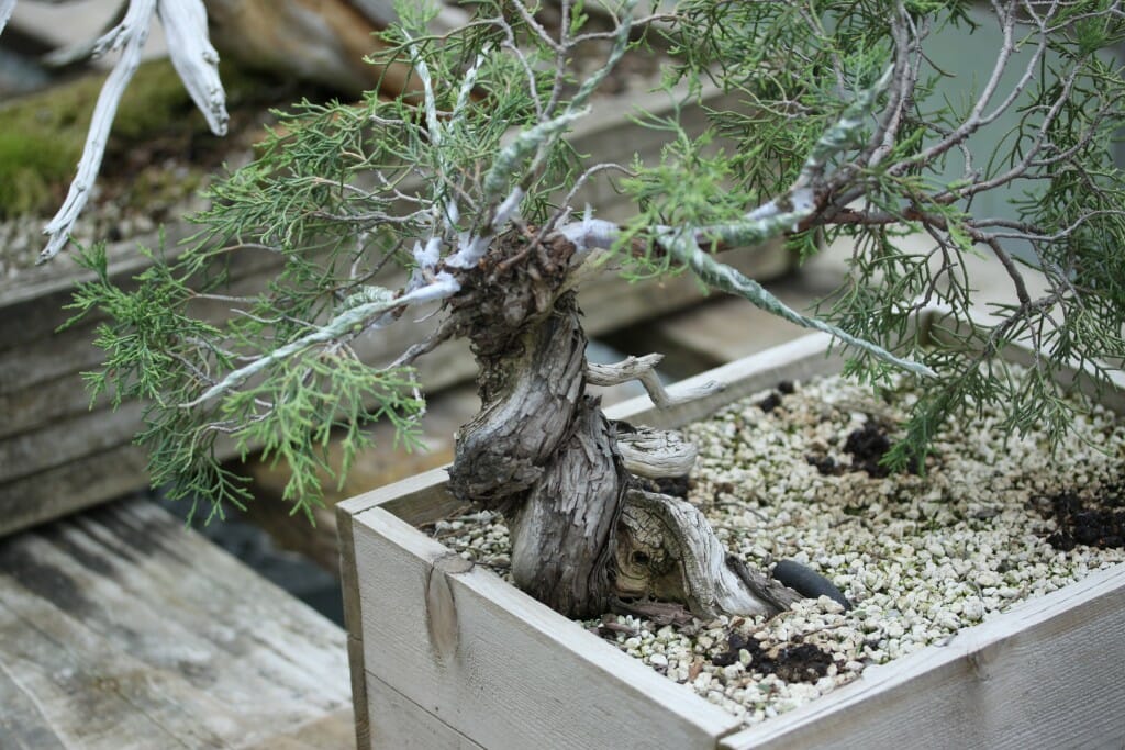 Material Selection for Bonsai Beginners