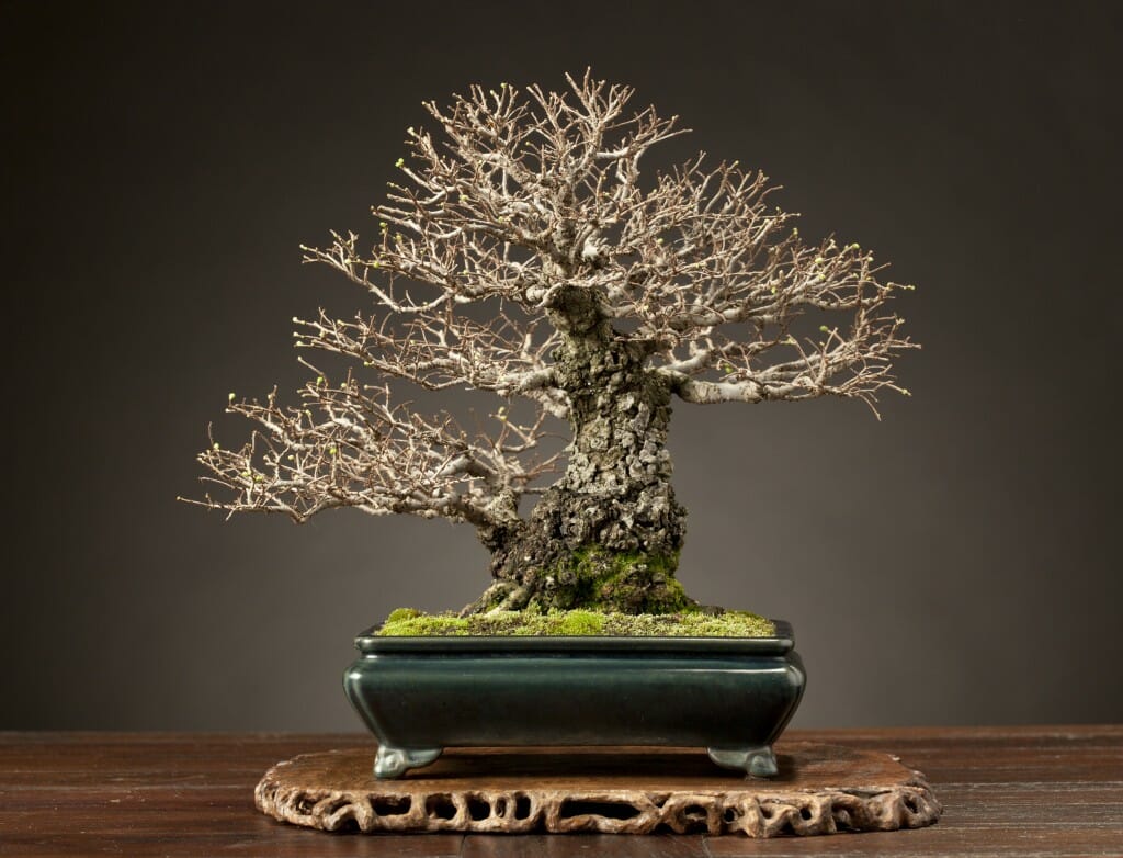 "Members Choice" Kifu Elm Bonsai