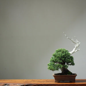 My Particular Brand of Bonsai Photography