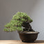 Nine Things You Need to Know About Decandling Japanese Black Pine - Bonsaify