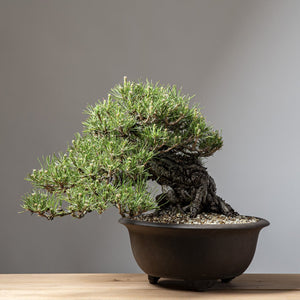 Nine Things You Need to Know About Decandling Japanese Black Pine