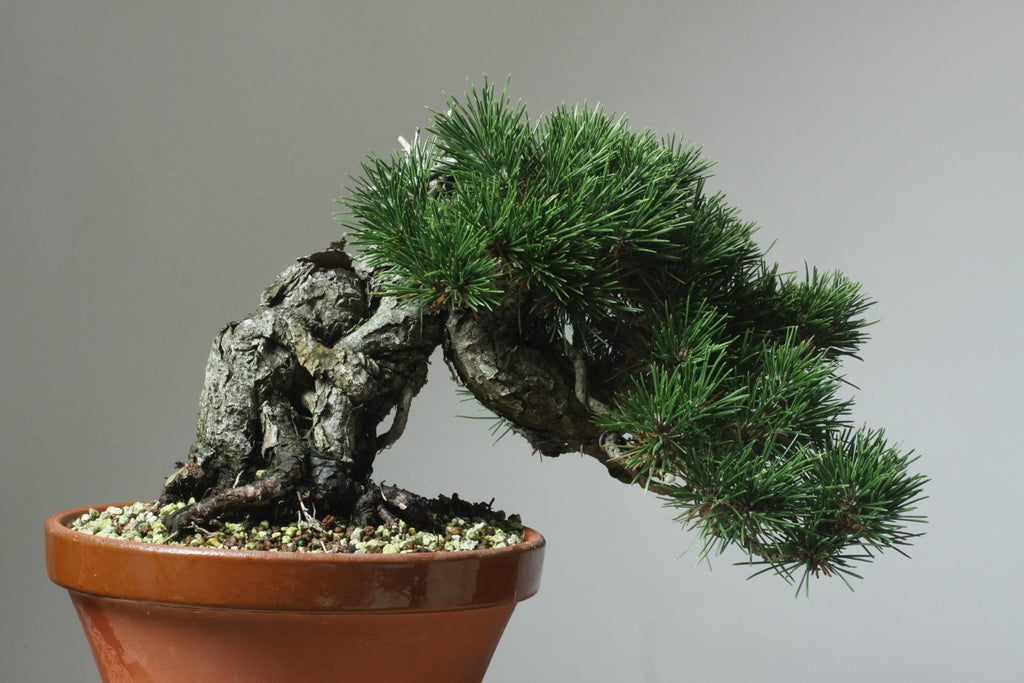 Selective Decandling and Cutback of a Japanese Black Pine