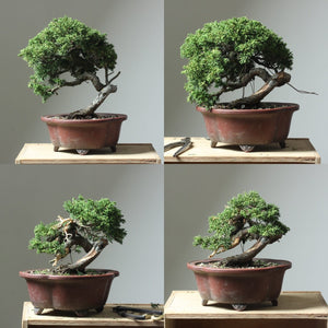 Shrinking a Juniper