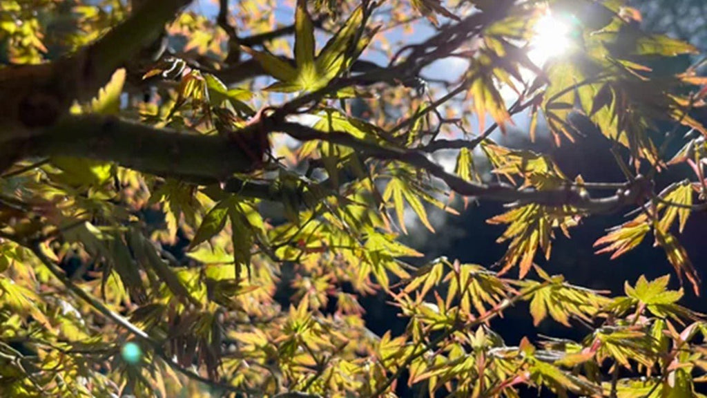 Spring Care for Mature Japanese Maple Bonsai