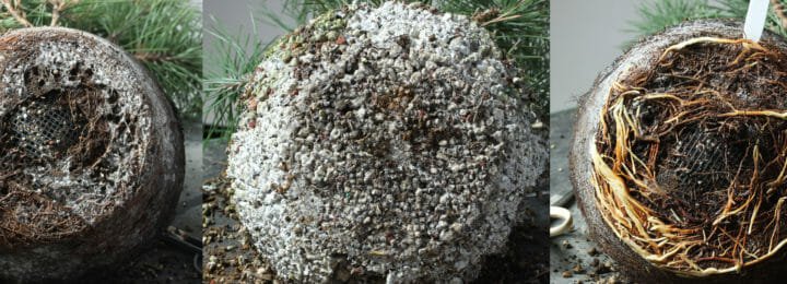 Terra Cotta vs. Colander – a Root Experiment with Japanese Black Pine