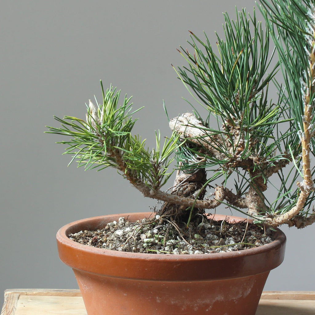 Three Common Fungicides for Bonsai and How to Use Them