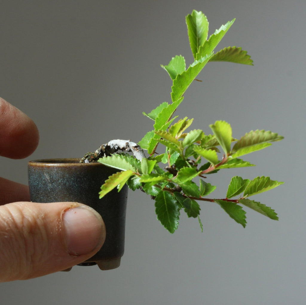 Three ways you can tell if your bonsai is healthy