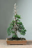 Too Straight For a Juniper Bonsai? - Bonsaify