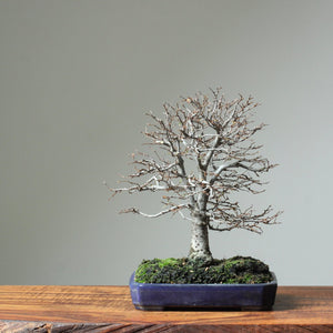 Use These Tools and Techniques for Your Zelkova Bonsai