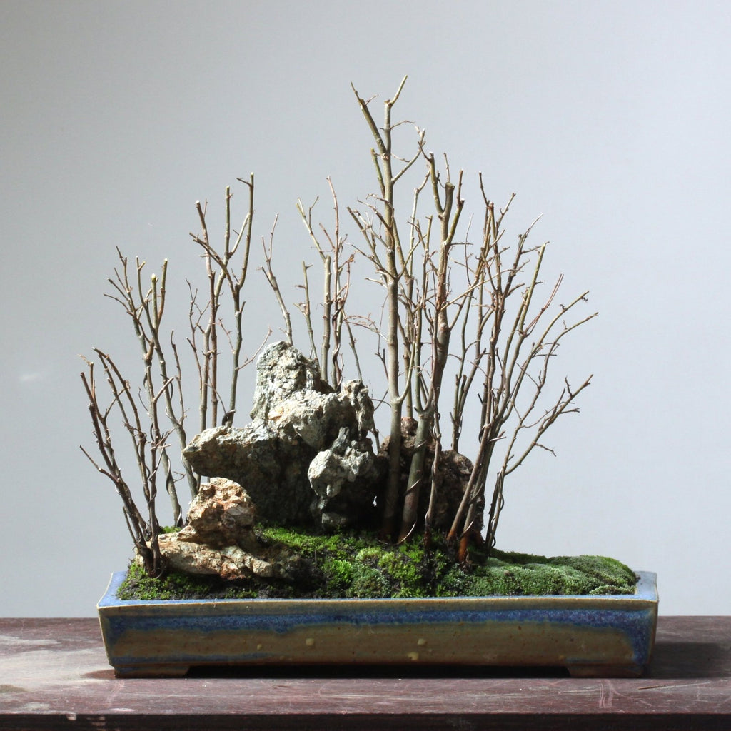 Using Bare Root Zelkova to Create a Bonsai Forest