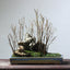 Using Bare Root Zelkova to Create a Bonsai Forest - Bonsaify