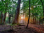 What Is Forest Bathing? A Gentle Guide to Shinrin-Yoku - Bonsaify