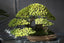What Your Bonsai Collection Would Look Like if I Had a Say - Bonsaify