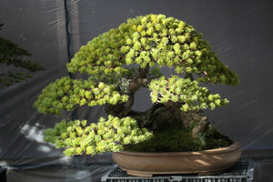 What Your Bonsai Collection Would Look Like if I Had a Say