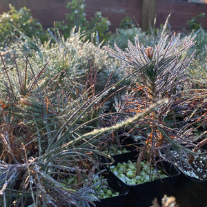 Why is my Japanese Black Pine Bonsai Turning Blue?