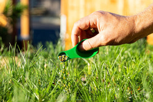 Bonsaify  How to Mindfully Weed Bonsai and Remove Debris