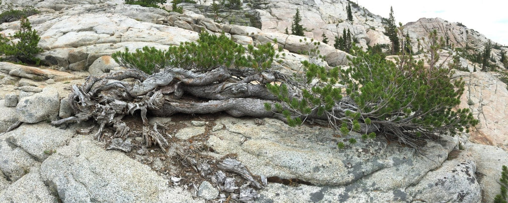 Windswept Whitebarks in the Central Sierra Nevada