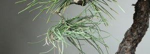 Working with Collected Ponderosa Pines for Bonsai