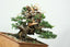 Yamadori-Style Kishu Bonsai Case Study - Bonsaify