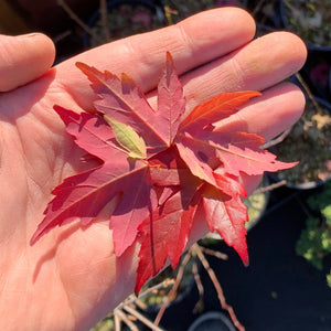 You Can Grow Red Japanese Maple Bonsai from Seed